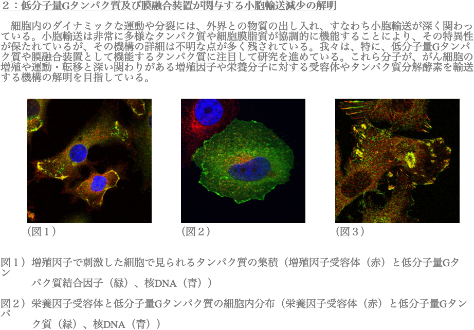 ２：低分子量Gタンパク質及び膜融合装置が関与する小胞輸送減少の解明