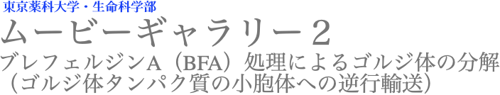 ムービーギャラリー Bfaによるゴルジ体の分解