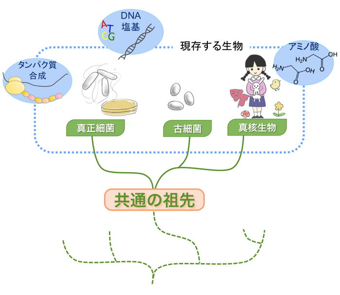 common ancestor common ancestor
