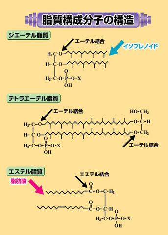 Ether lipid Ether lipid