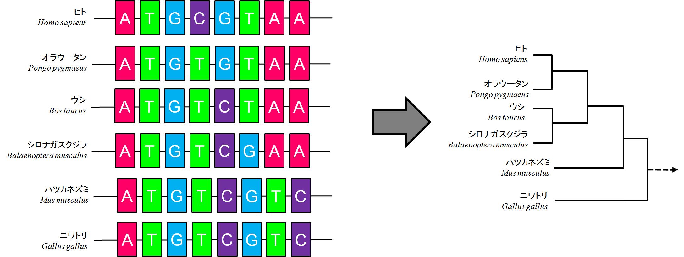 molecular evolution