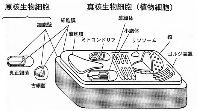 Origin of eukaryotes