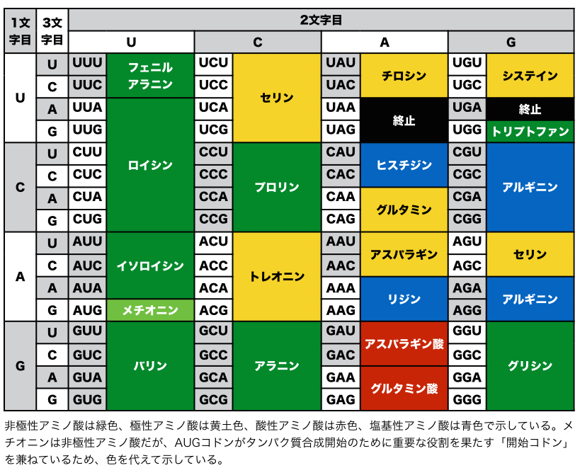 codons