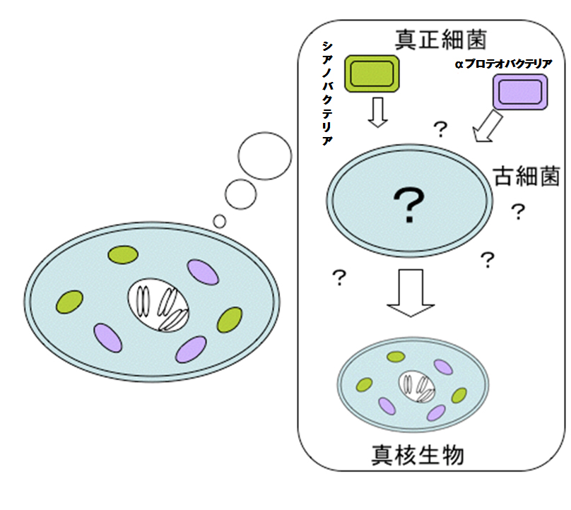 Origin of eukaryotes