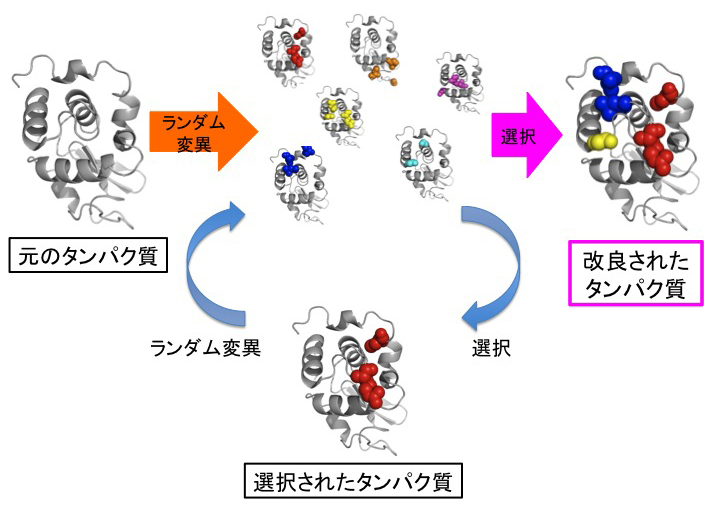 evolutionary engineering