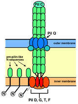 pili pili