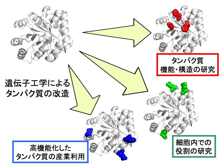 protein engineering