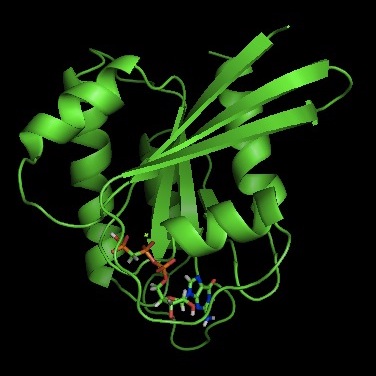 Protein Image